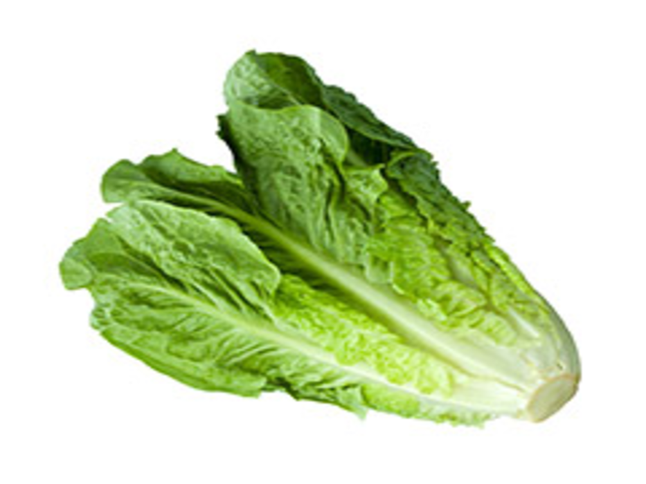 Lechuga orejona pieza