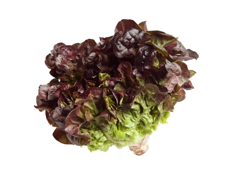 Lechuga sangría pieza